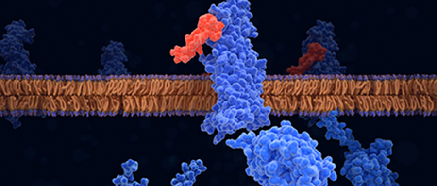  Peptide 39AA Project Completed in 10 Months